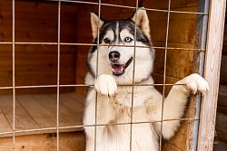 Личный состав Академии посетил фонд помощи бездомным собакам 