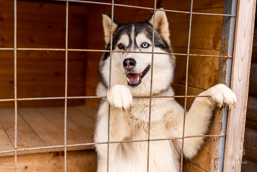 Личный состав Академии посетил фонд помощи бездомным собакам 