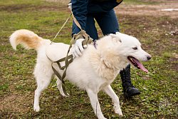 Личный состав Академии посетил фонд помощи бездомным собакам 