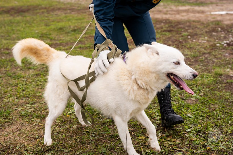 Личный состав Академии посетил фонд помощи бездомным собакам 